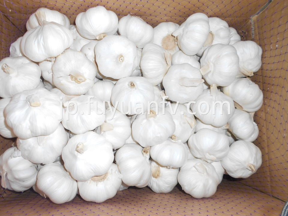 pure white garlic 